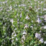calement Arcadia plantes aromatiques et médicinales tisanes condiments Bio Suisse Vaud