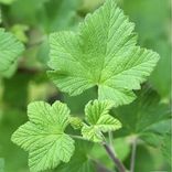 cassis Arcadia plantes aromatiques et médicinales tisanes condiments Bio Suisse Vaud