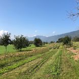 cultures Arcadia plantes aromatiques et médicinales tisanes condiments Bio Suisse Vaud