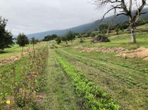 cultures Arcadia plantes aromatiques et médicinales tisanes condiments Bio Suisse Vaud