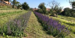 cultures Arcadia plantes aromatiques et médicinales tisanes condiments Bio Suisse Vaud