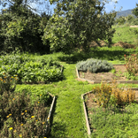 cultures jardin carré Arcadia plantes aromatiques et médicinales bio Vaud Suisse