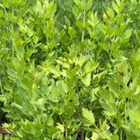 livèche herbe à maggi Arcadia plantes aromatiques et médicinales tisanes condiments Bio Suisse Vaud