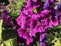 mauve Arcadia plantes aromatiques et médicinales bio Vaud Suisse