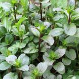 menthe bergamote Arcadia plantes aromatiques et médicinales bio Suisse Vaud