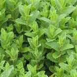 menthe marocaine Arcadia plantes aromatiques et médicinales tisanes condiments Bio Suisse Vaud
