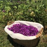 panier de cueillette de mauve Arcadia plantes aromatiques et médicinales bio Vaud Suisse
