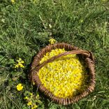 panier de cueillette de primvères Arcadia plantes aromatiques et médicinales bio Vaud Suisse