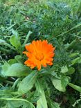 souci Calendula officinalis Arcadia plantes aromatiques et médicinales bio Vaud Suisse